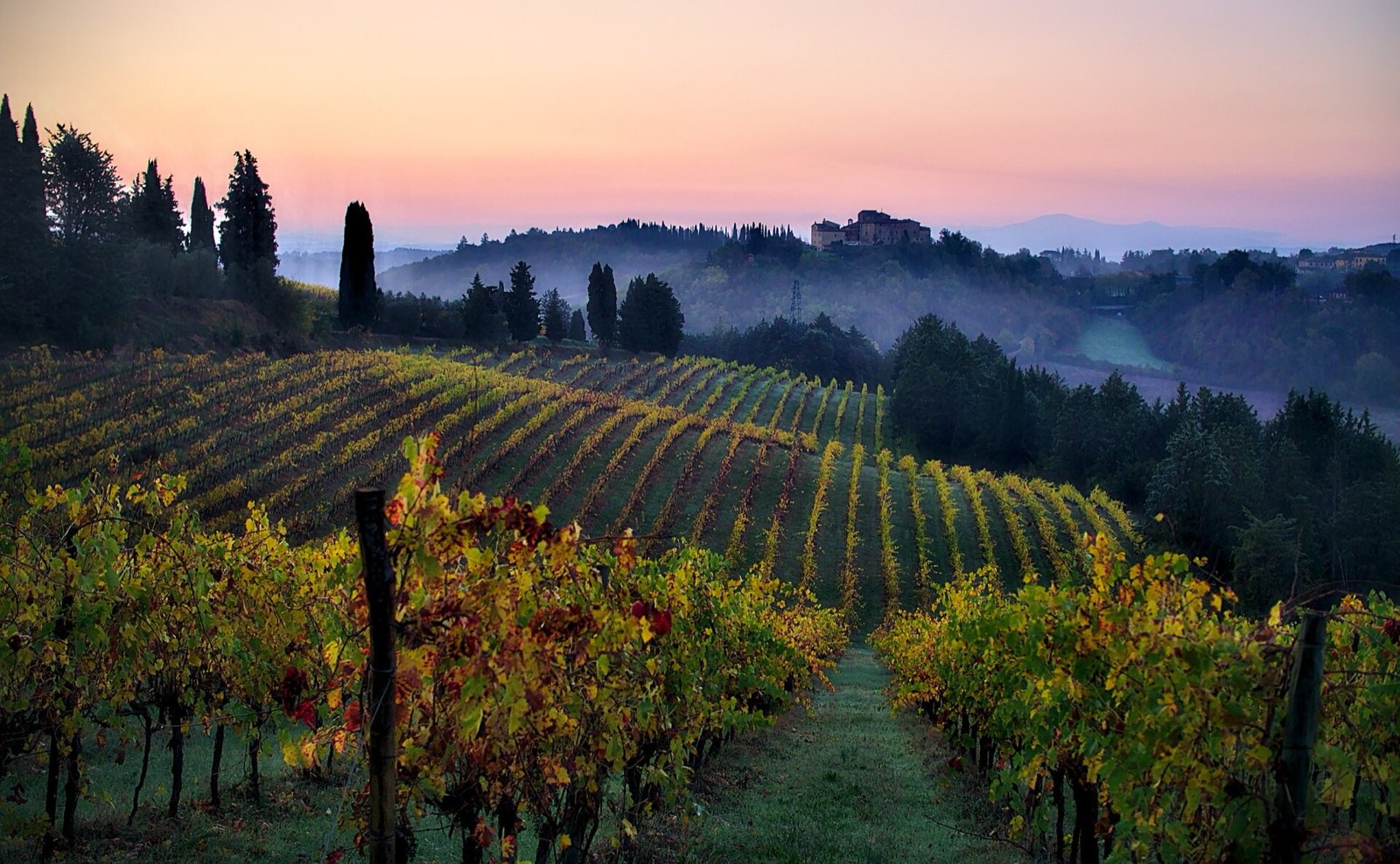 Vineyard rows at dawn in Tuscany, mist over the hills