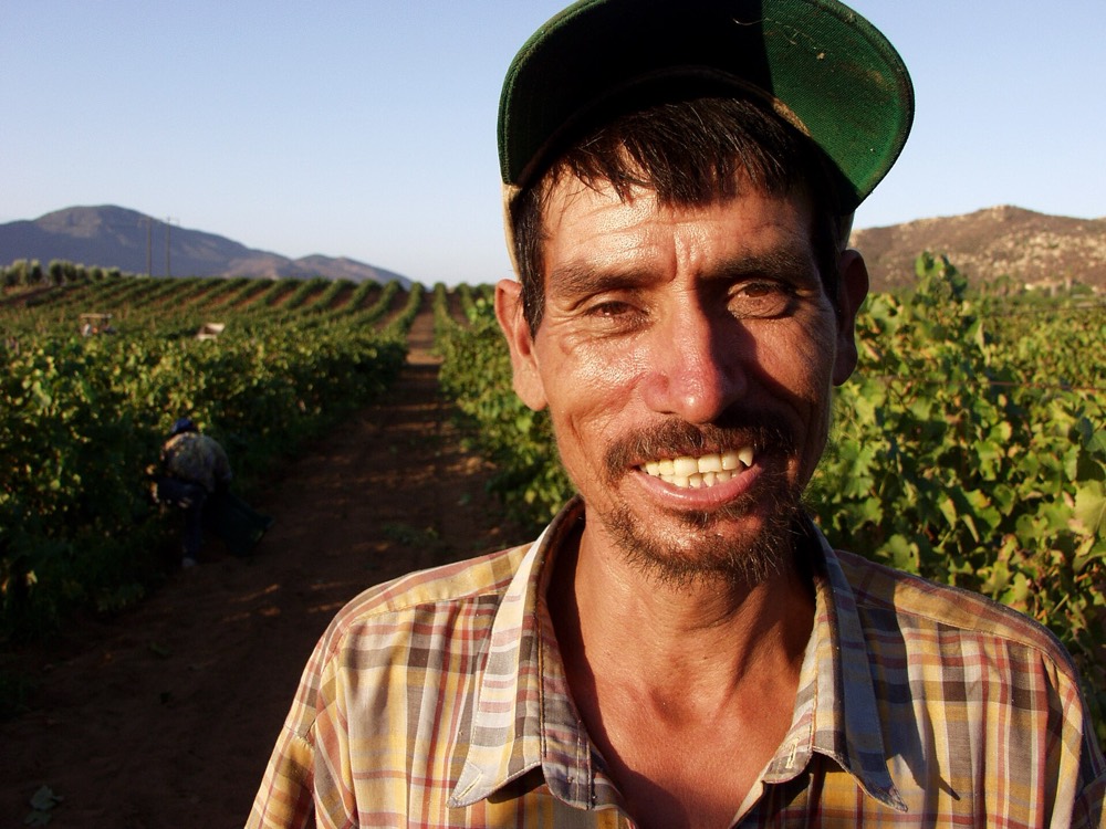 Vineyard worker smiling between vine rows at golden hour